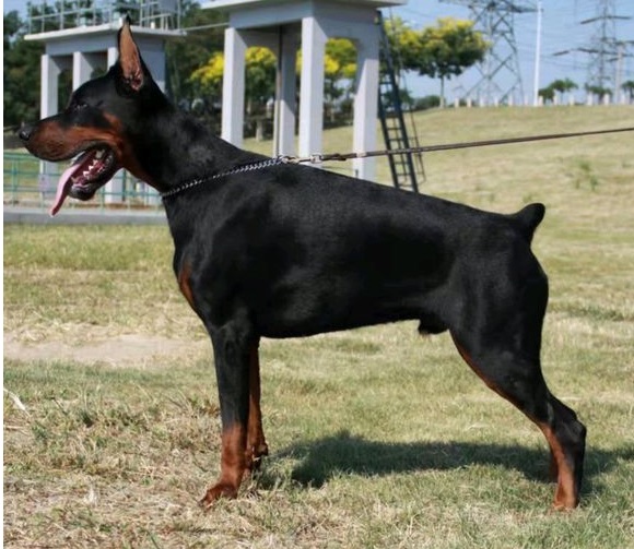 原创护卫犬中的三大门神