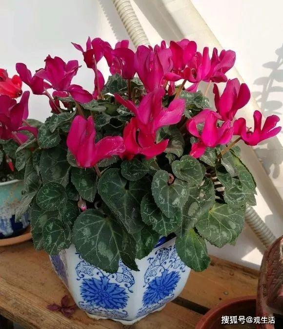 原创养花人都喜欢的1种花,名字好,寓意好,过年的开花"高颜值"