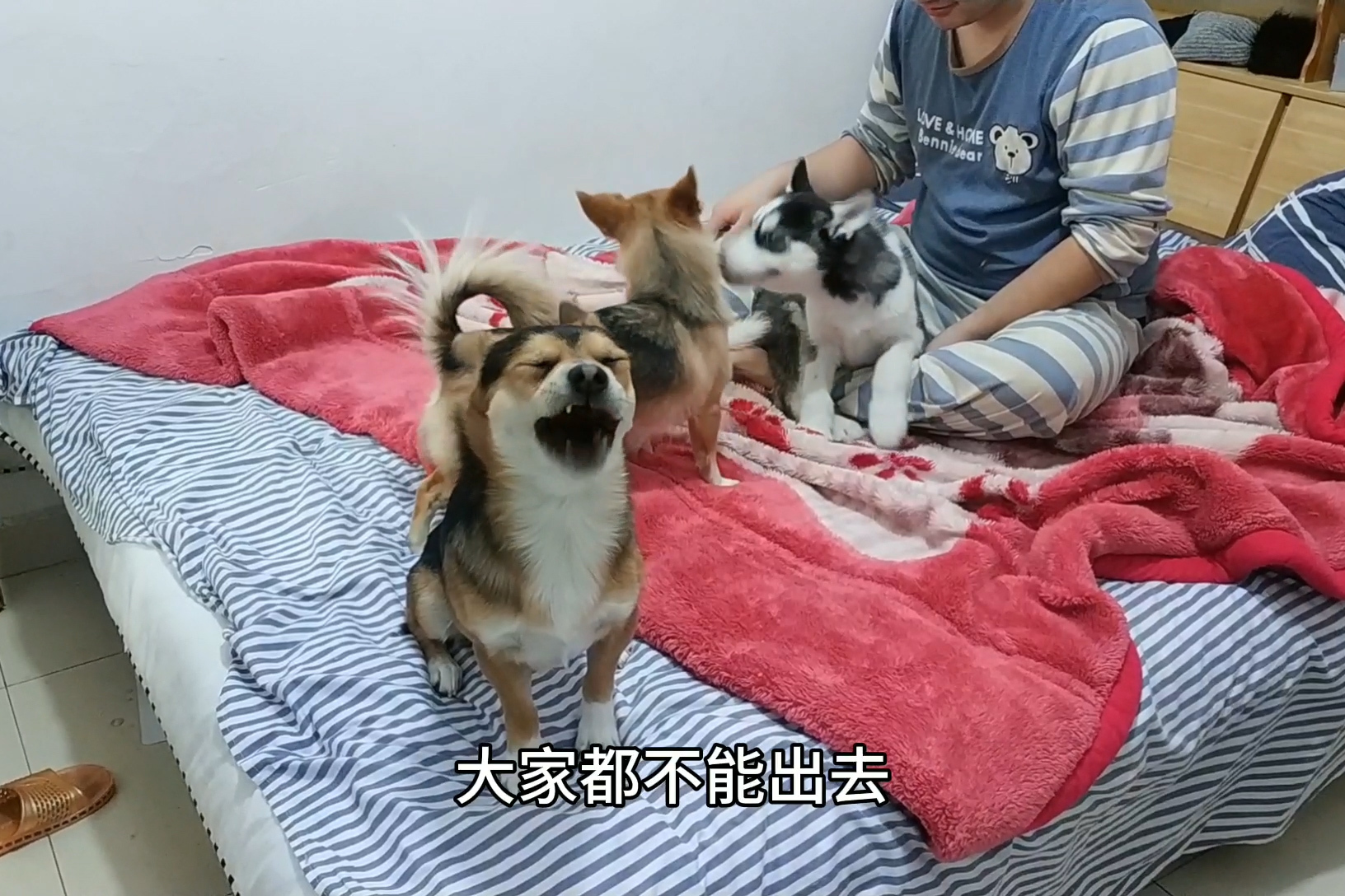 小黑小黄的幸福狗生