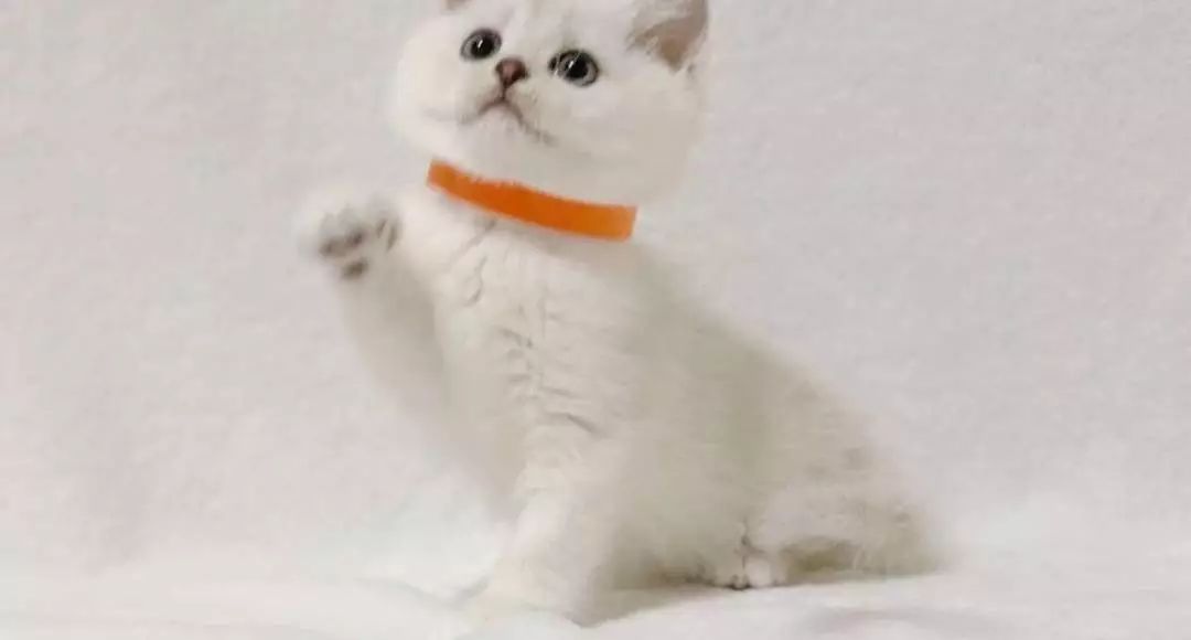 怎么看小猫性格是否黏人 6853542b74ad47419ce0d080881bf6d9.jpeg