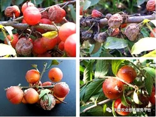 车厘子这些病害得提前防治