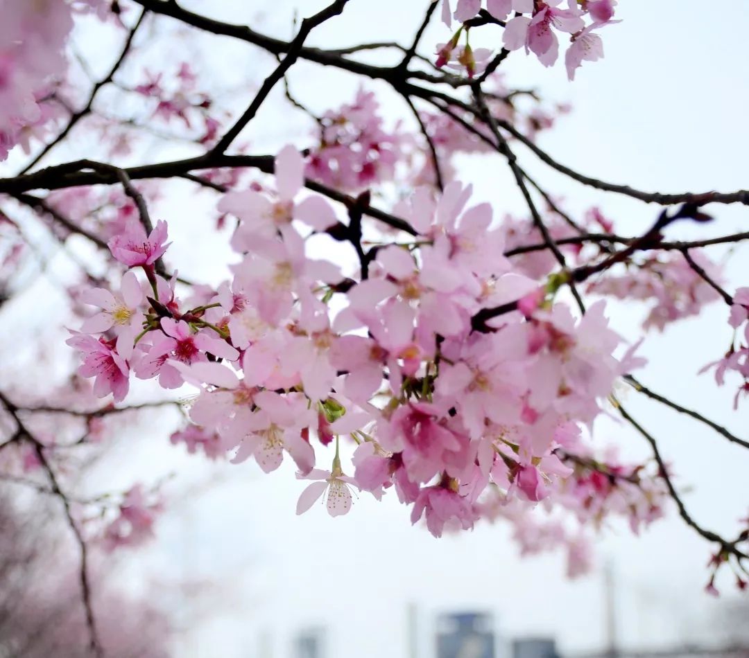 中心——一起来欣赏钢城美丽的樱花请跟随我们的镜头来来来好好在家