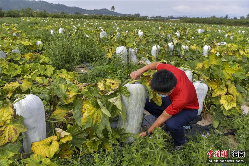 海南冬季瓜果菜出岛量恢复到去年同期水平