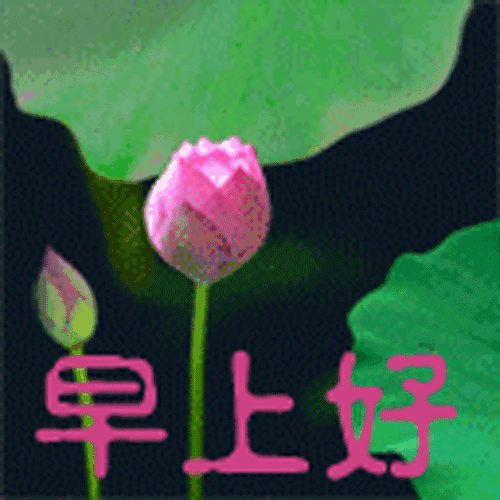 早上好动态图片带字和鲜花新早上好漂亮图片大全