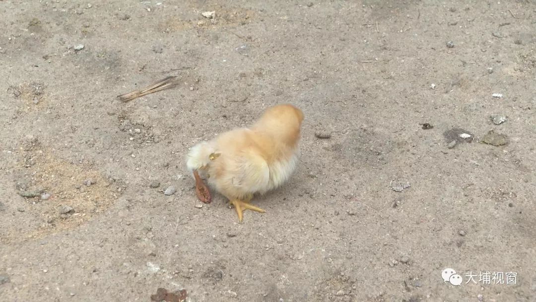 奇事!梅州一只刚孵出的小鸡竟然有三条脚