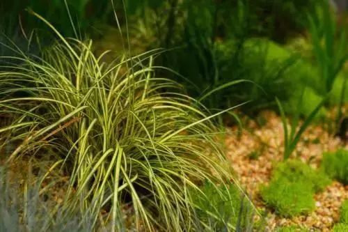 金叶苔草植株矮小,高5-10cm,株高7cm,叶丛生,无柄,窄线形,墨绿色,比同