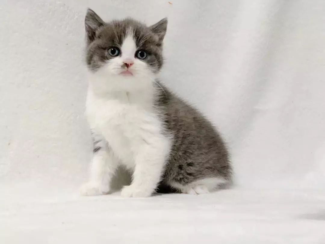 怎么看小猫性格是否黏人 a284e4624d584ab1a7f3d22226088e82.jpeg