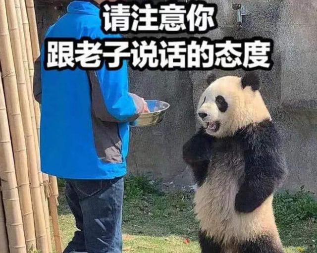 熊猫叉腰表情包合集:请注意你跟老子说话的态度