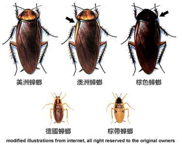 日本蟑螂小黑帽是什么原理_蟑螂粪便是什么样子的(2)