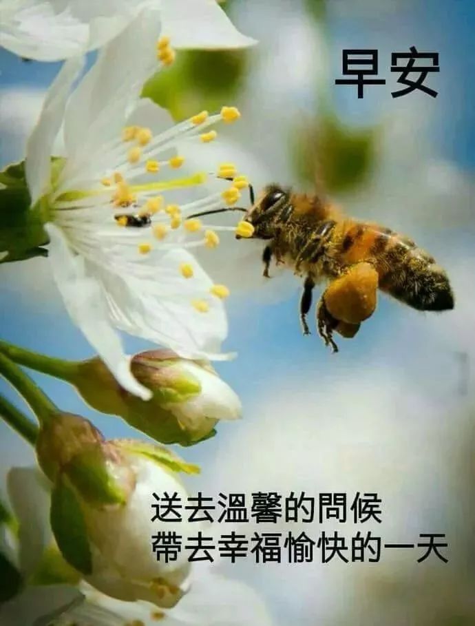 2020最新周日愉快动态祝福图片 周六早安问候语温馨短句动态图