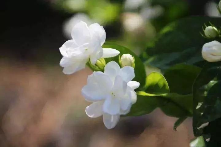 茉莉花歌曲出自哪国 c5655d5fb87b4efd8941e1dfe3231d42.jpeg