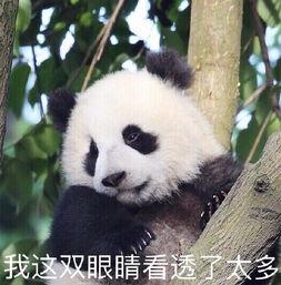 国宝熊猫表情包:大哥,给口饭吃吧