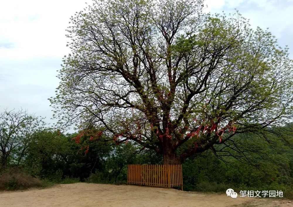 少林寺千余年的黄杨木5月17日名扬四海的少林寺不仅以禅武医艺文化