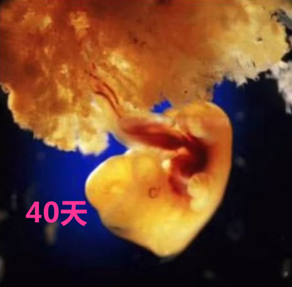 55年前的这组高清照片，完整记录了胎儿发育全过程，感叹母爱伟大