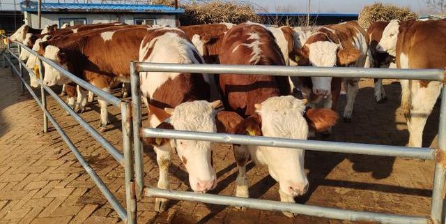 东哥给想养牛的农村朋友一些一些建议,西门塔尔公牛母牛选牛标准