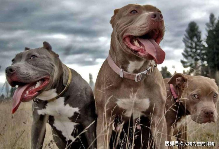 土佐犬是日本的大型竞技斗犬,训练后的土佐犬被誉为世界上最凶猛的犬