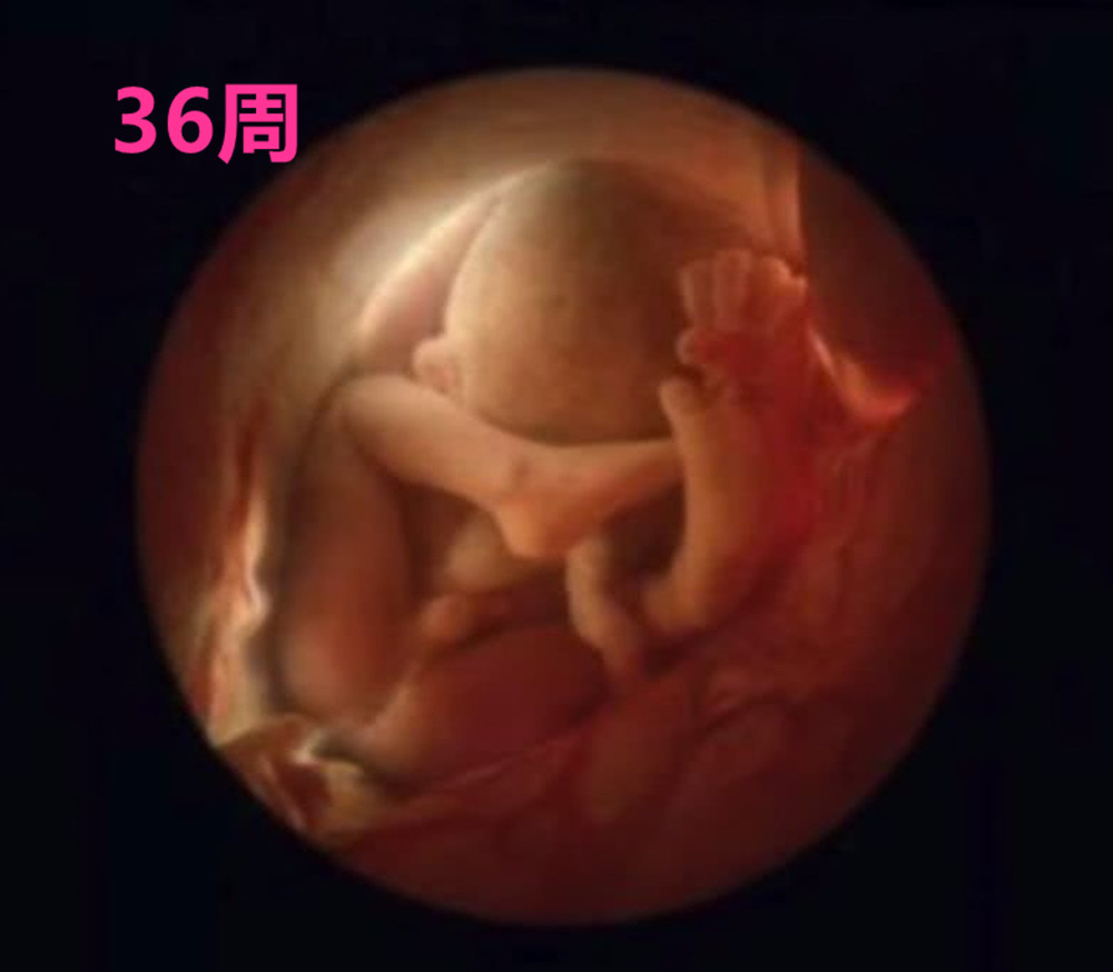 55年前的这组高清照片，完整记录了胎儿发育全过程，感叹母爱伟大