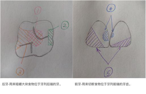 虫牙裂了一半怎么办