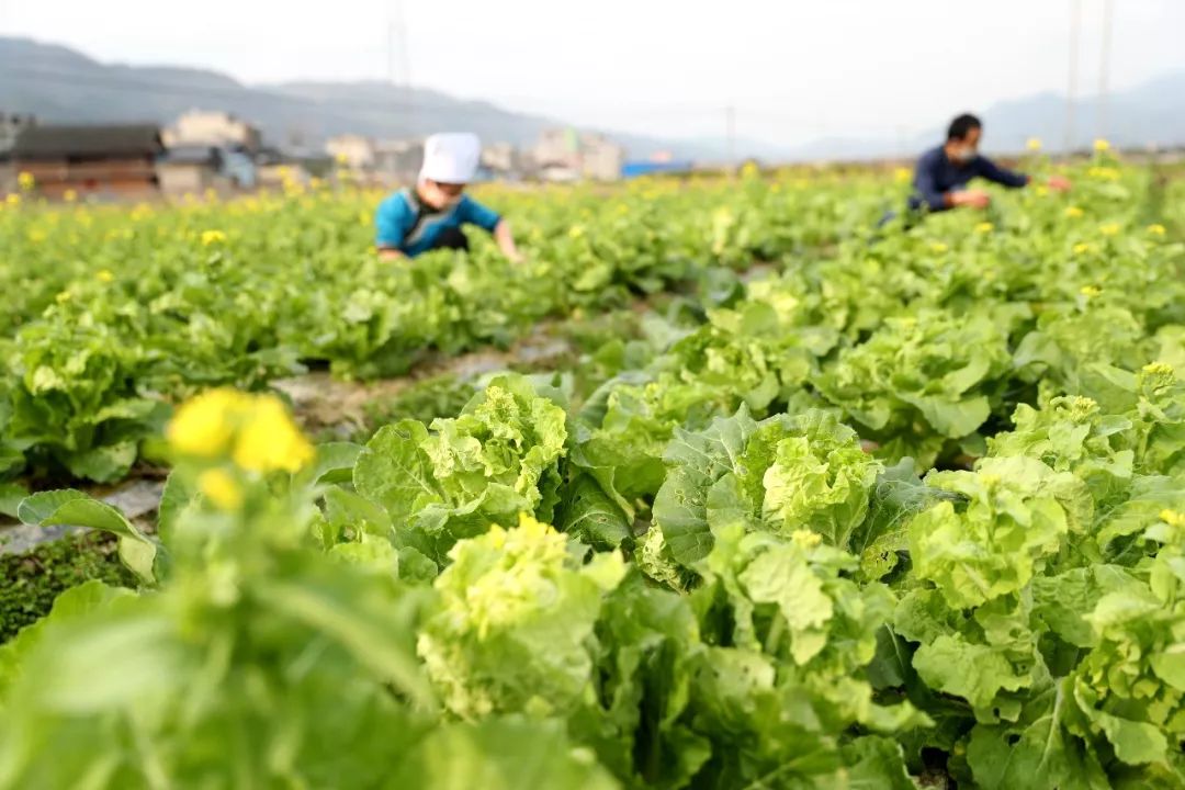 2月14日,在榕江县车江大坝扶贫"微田园"蔬菜基地里,移民在采收白菜.