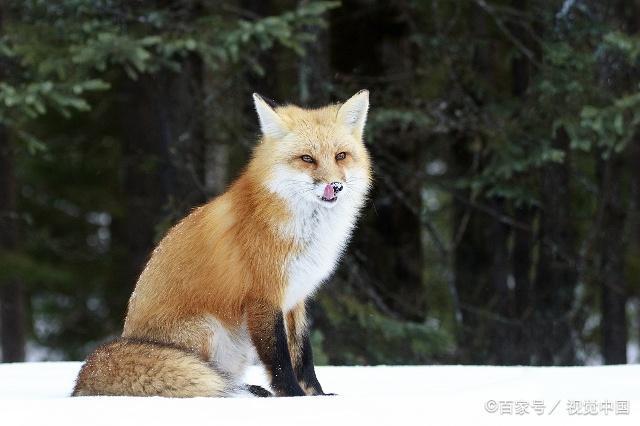 一只"雪中白狐"翻山越岭外出觅食,饿得饥肠辘辘