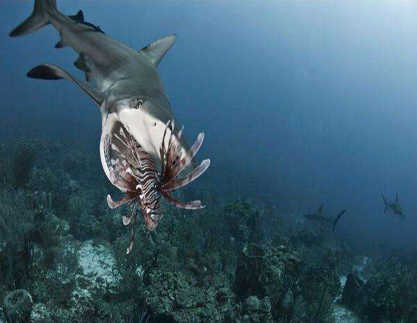 加勒比海域毒魚泛濫, 連鯊魚都不願碰, 當地人號召直接吃掉 寵物 第5張
