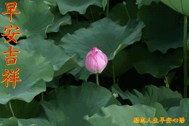 清爽的微风送来缕缕笑颜清晨,明媚的朝阳送来阵阵温暖清晨,晶莹的露珠