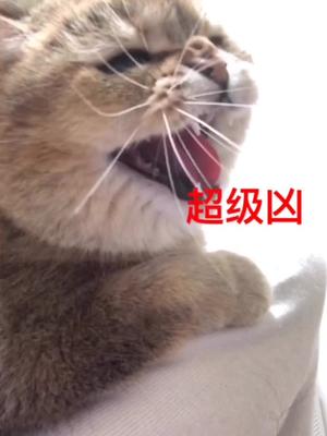 震惊温顺的小猫咪居然凶人了只能独宠的某猪