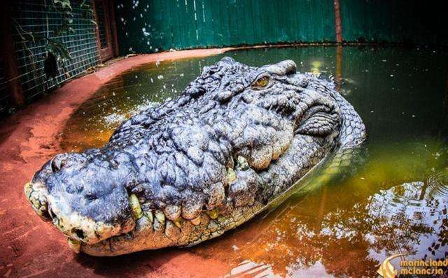 动物世界: 非洲最大的鳄鱼尼罗鳄, 残忍的冷血动物