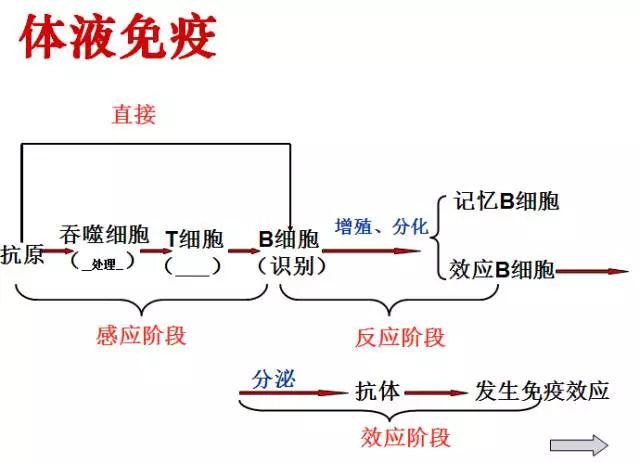 高中生物 免疫调节知识总结!拿走收藏!