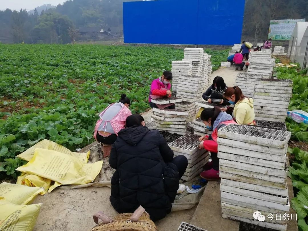 大坪街道甘禾坝区辣椒育苗基地现场(王敏娜)涪洋镇前进村集中育辣椒苗