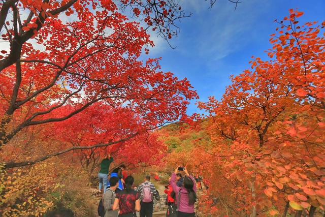 北京房山的坡峰岭红叶近两年成了网红打卡地,风头几乎盖过了香山红叶