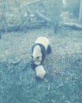 搞笑GIF动图：终于知道熊猫是稀有动物的原因了…_反应