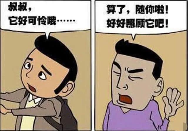 搞笑漫画:侄子从外面捡回来一只小奶喵,后来叔叔就失踪了