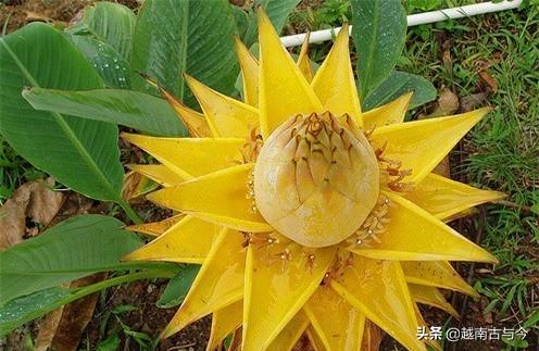 香蕉什么时候开花 65f38ac446584dc89a9d6f33bedd5c7d.jpeg