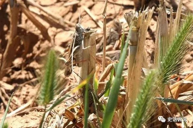 古代|古代每隔几年都会爆发的天灾，只要出现，就会爆发粮食短缺危机