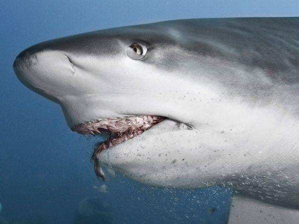 加勒比海域毒魚泛濫, 連鯊魚都不願碰, 當地人號召直接吃掉 寵物 第6張