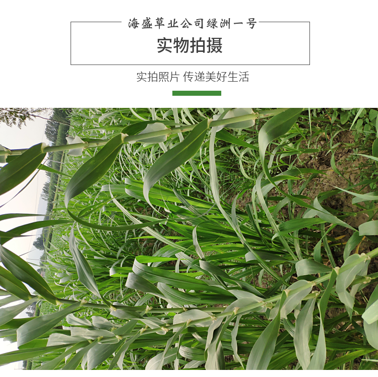 2【利用人工防治绿洲一号病虫害】毒饵法:用90%敌百虫500克(拌棉籽