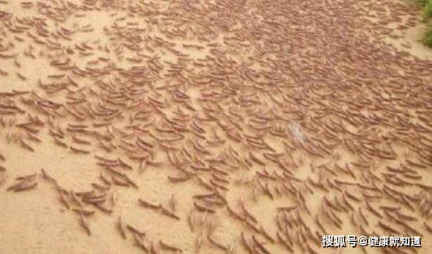原创千亿蝗灾蔓延非亚，蝗虫数量已达3600亿只