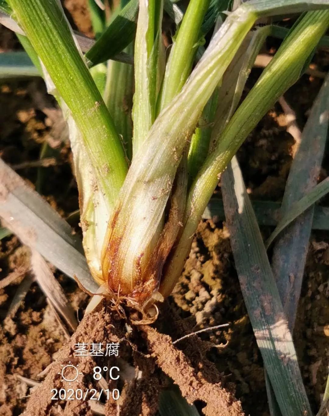 返青拔节期是麦蜘蛛的危害盛期,也是纹枯病,茎基腐病,根腐病等根茎部