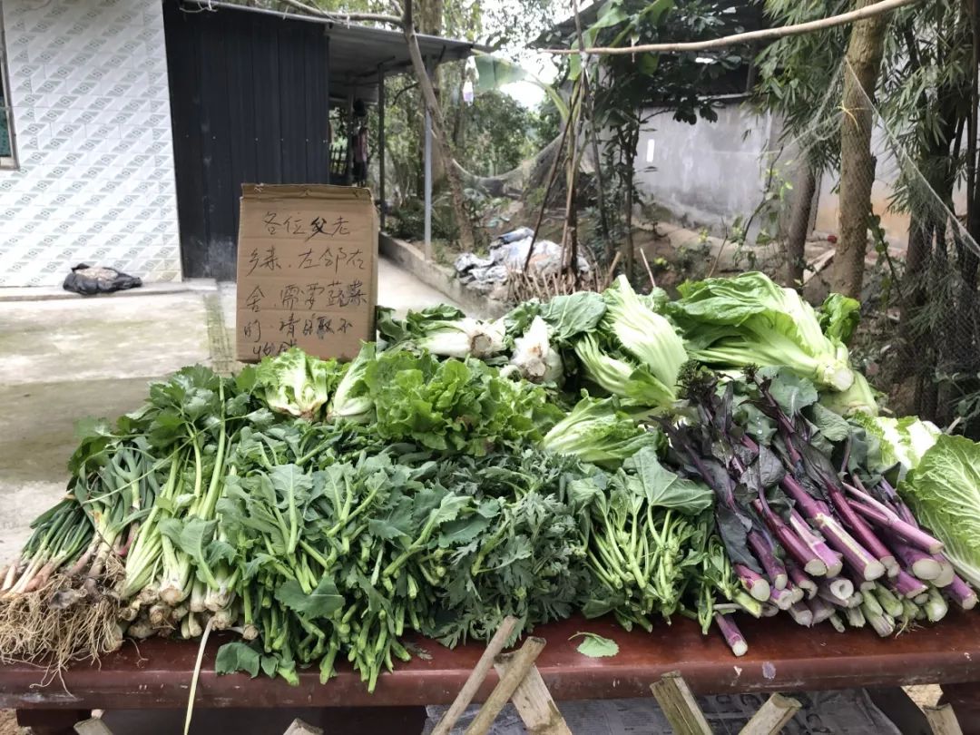 怎么种菜才能丰收 7f7105c8f1b0439ea33d813d5bccf0fa.jpeg