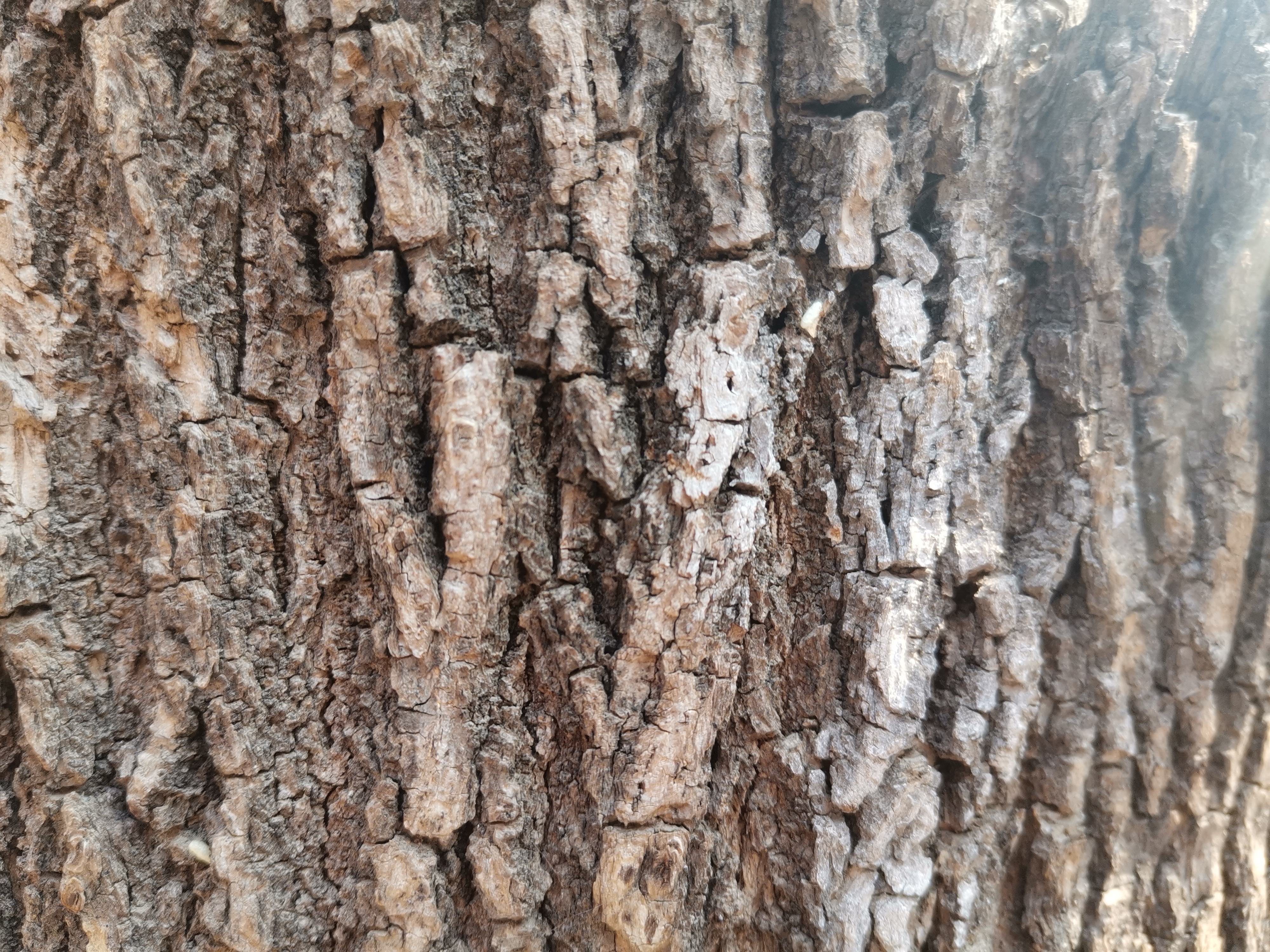 饱经风霜的树皮,表面会有很多裂痕,像大片鱼鳞