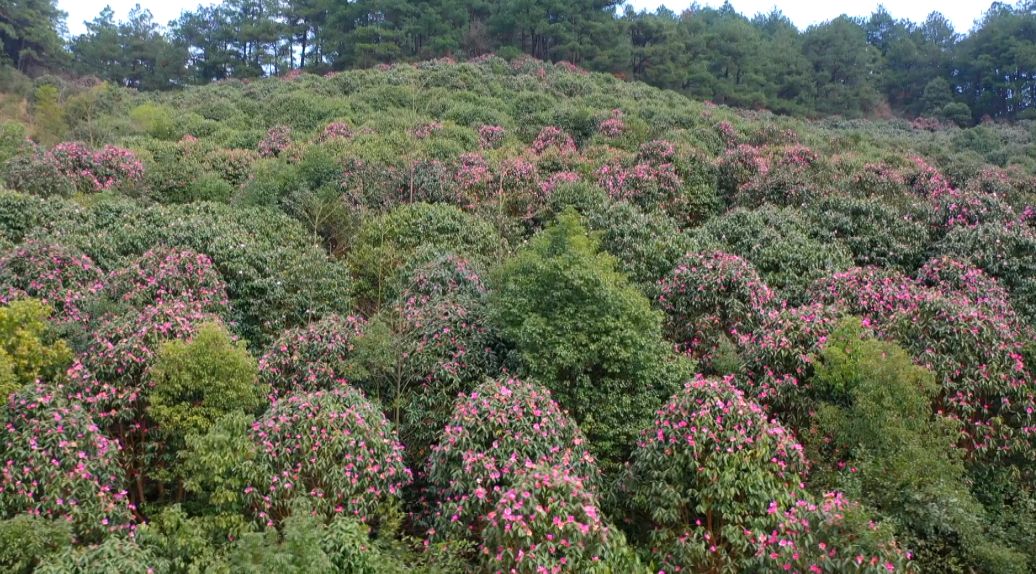 怀化市鹤城区:200亩山茶花迎春绽放