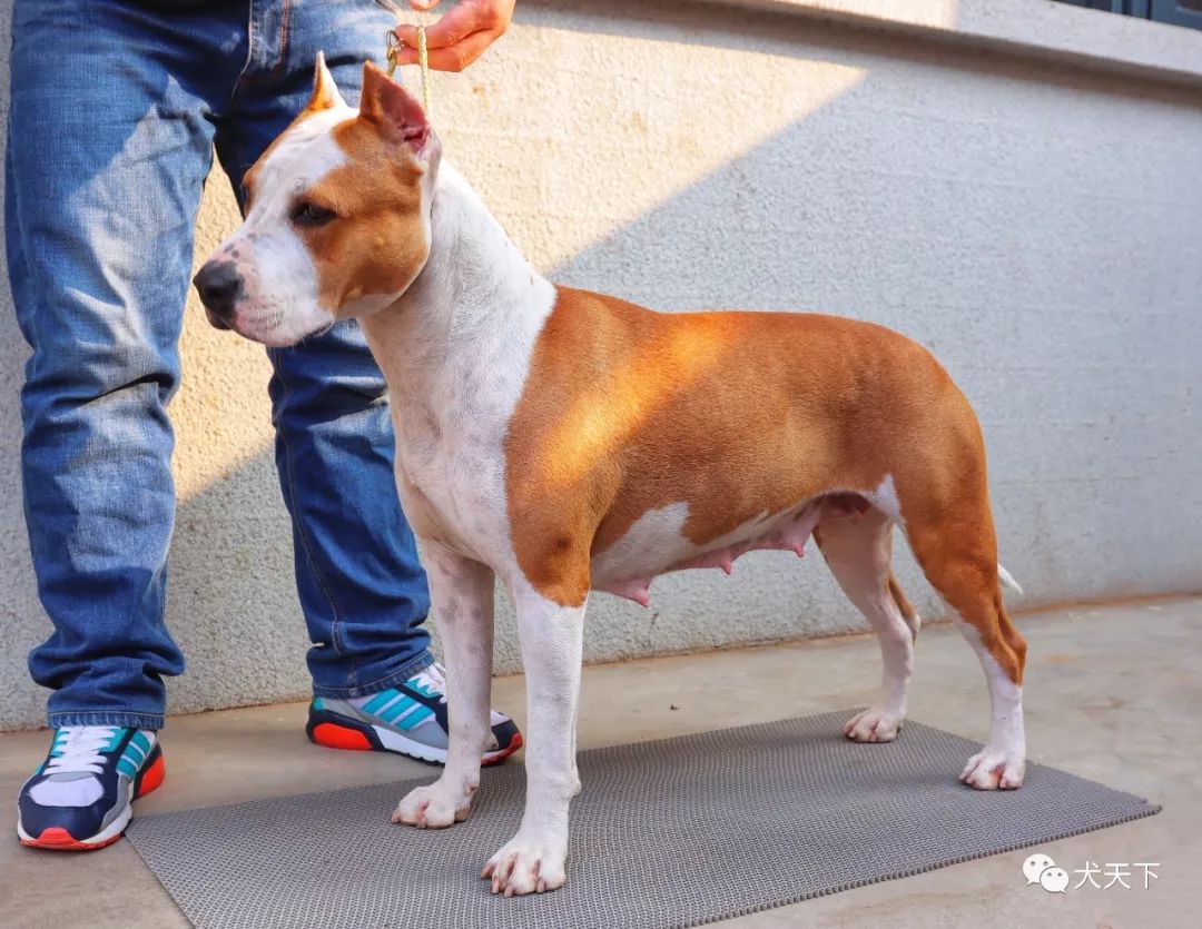 这无疑是美国斯塔福梗犬在西敏寺犬展历史上的里程碑.