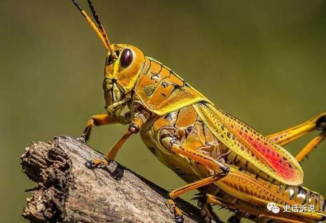 古代|古代每隔几年都会爆发的天灾，只要出现，就会爆发粮食短缺危机