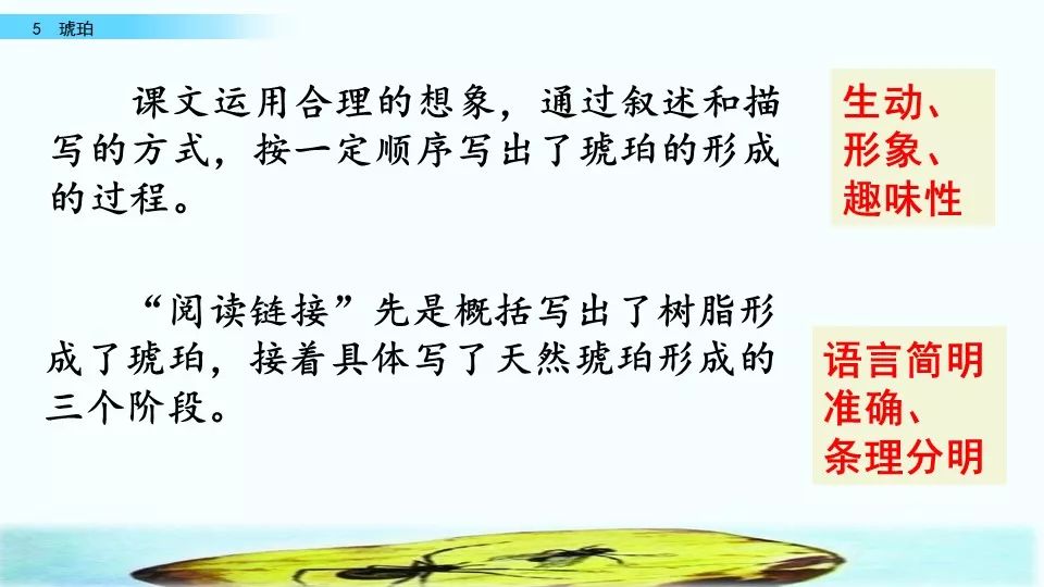 微课堂丨部编语文四年级(下)《琥珀》教学视频,知识点,练习