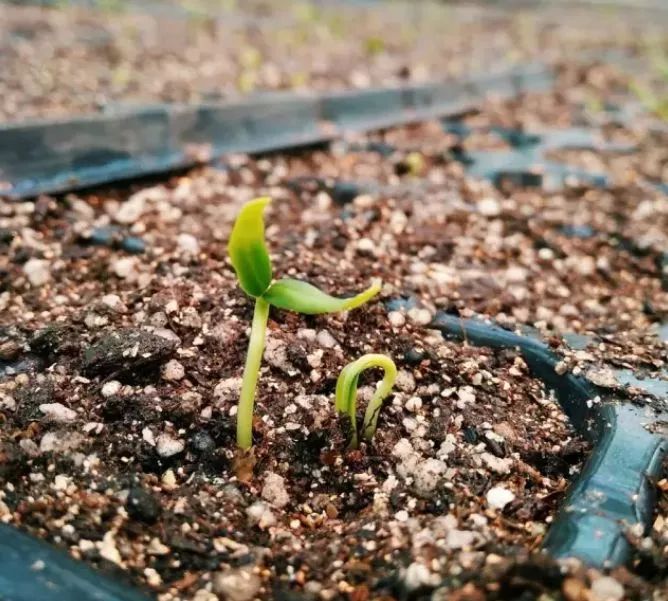 在家不能出门学会给种子催芽解禁后就能种菜了