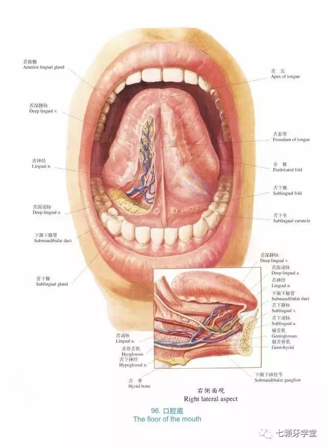 【内附视频】口腔医生必须珍藏口腔解剖图!