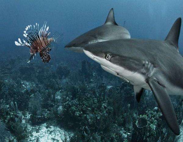 加勒比海域毒魚泛濫, 連鯊魚都不願碰, 當地人號召直接吃掉 寵物 第4張