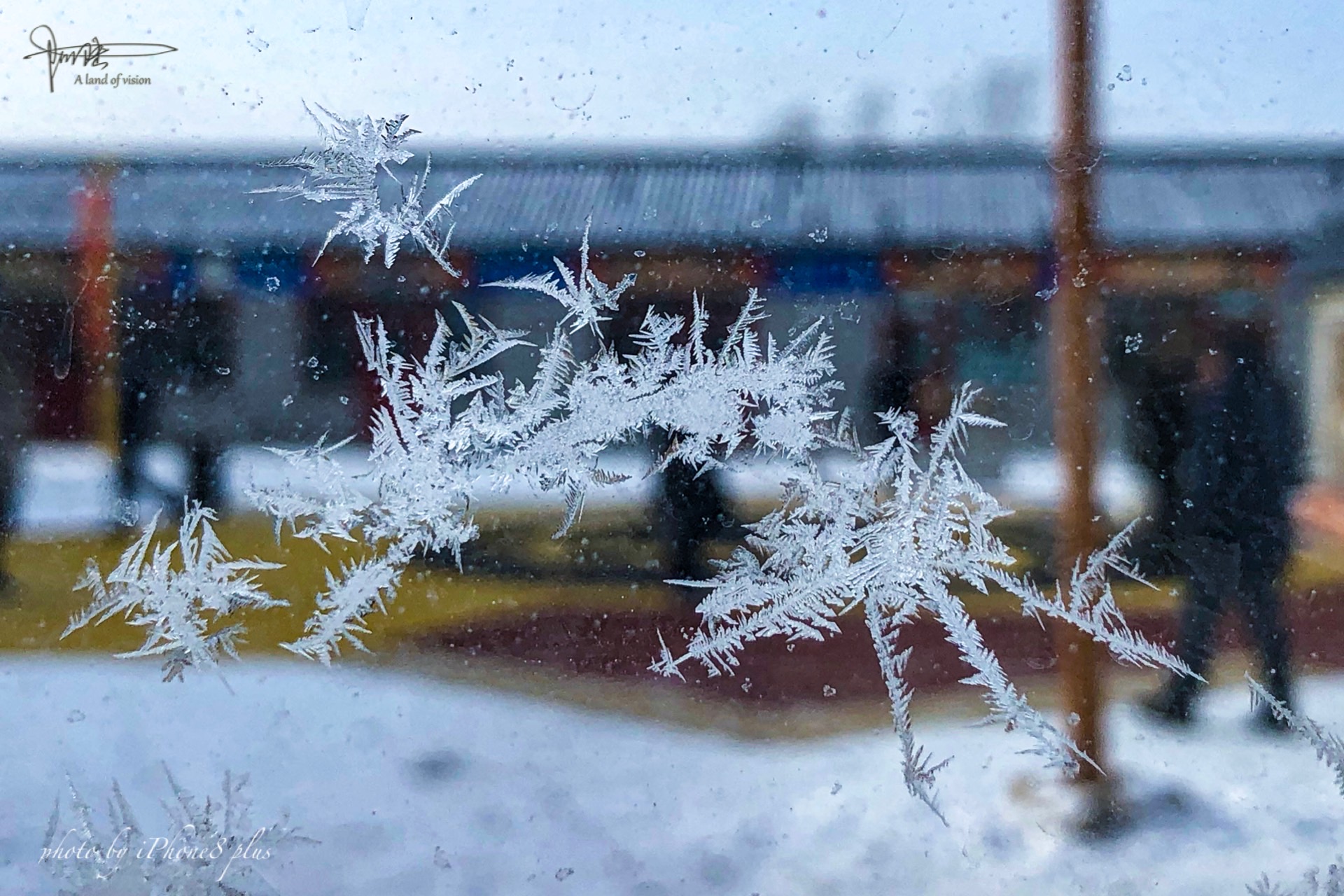 在哈尔滨的冬天,遇见满窗冰花,典型的北方啊