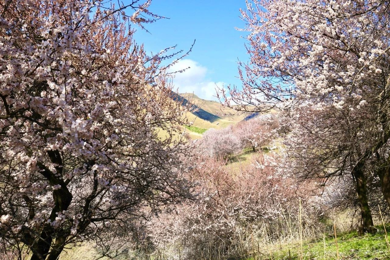 伊犁河谷吐尔根杏花沟,2019年4月